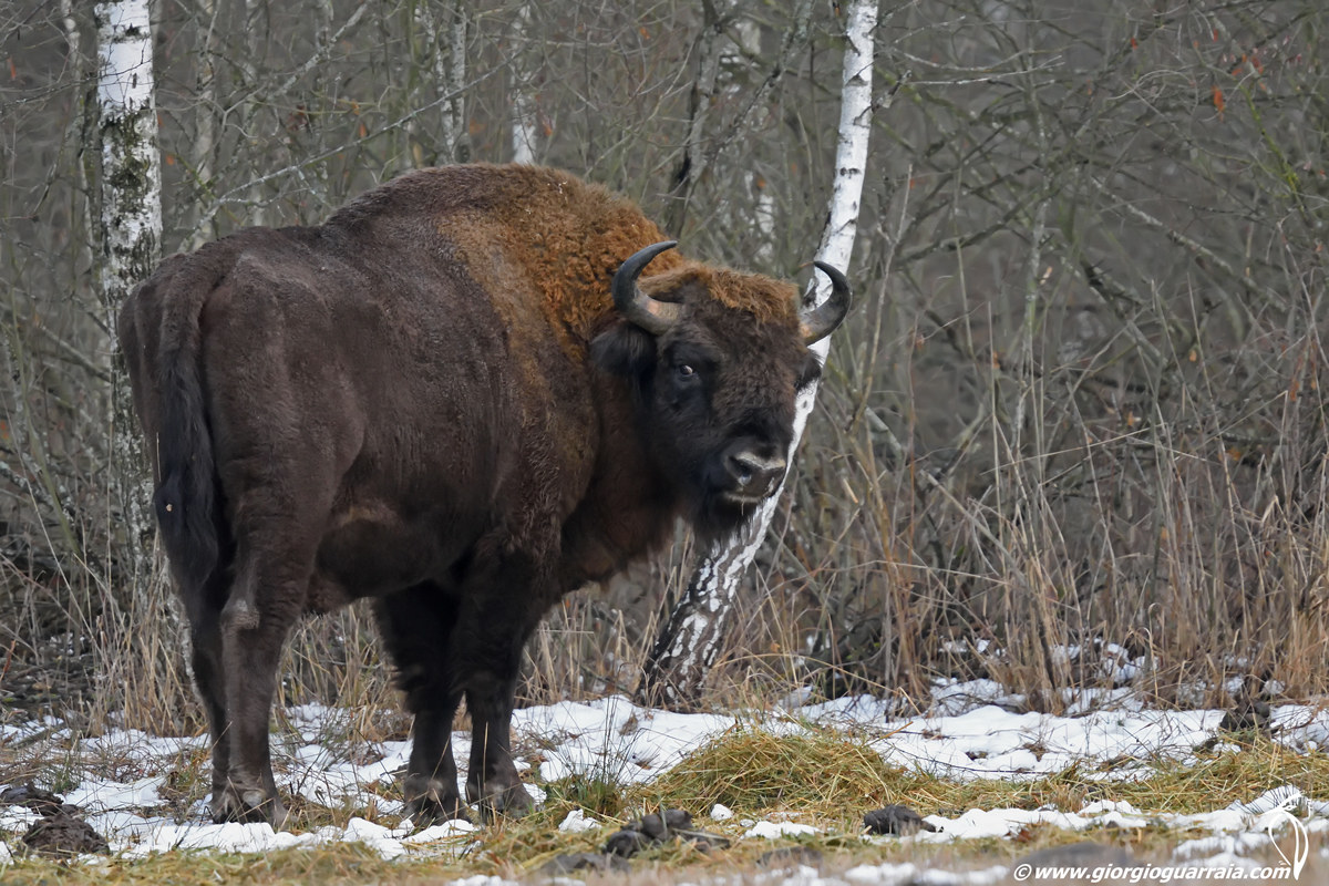 European bison