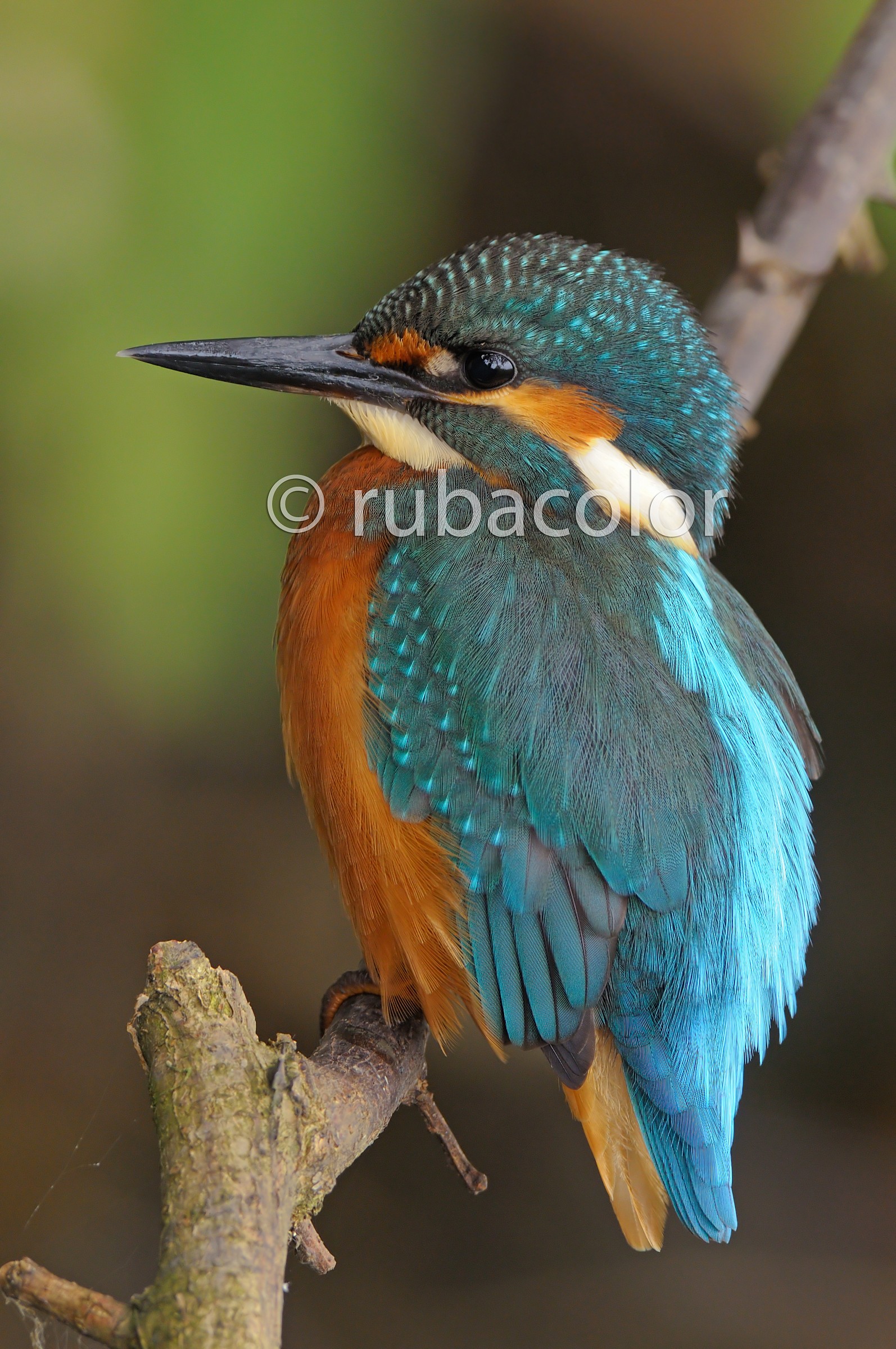 Il giovane martino in verticale (no crop)