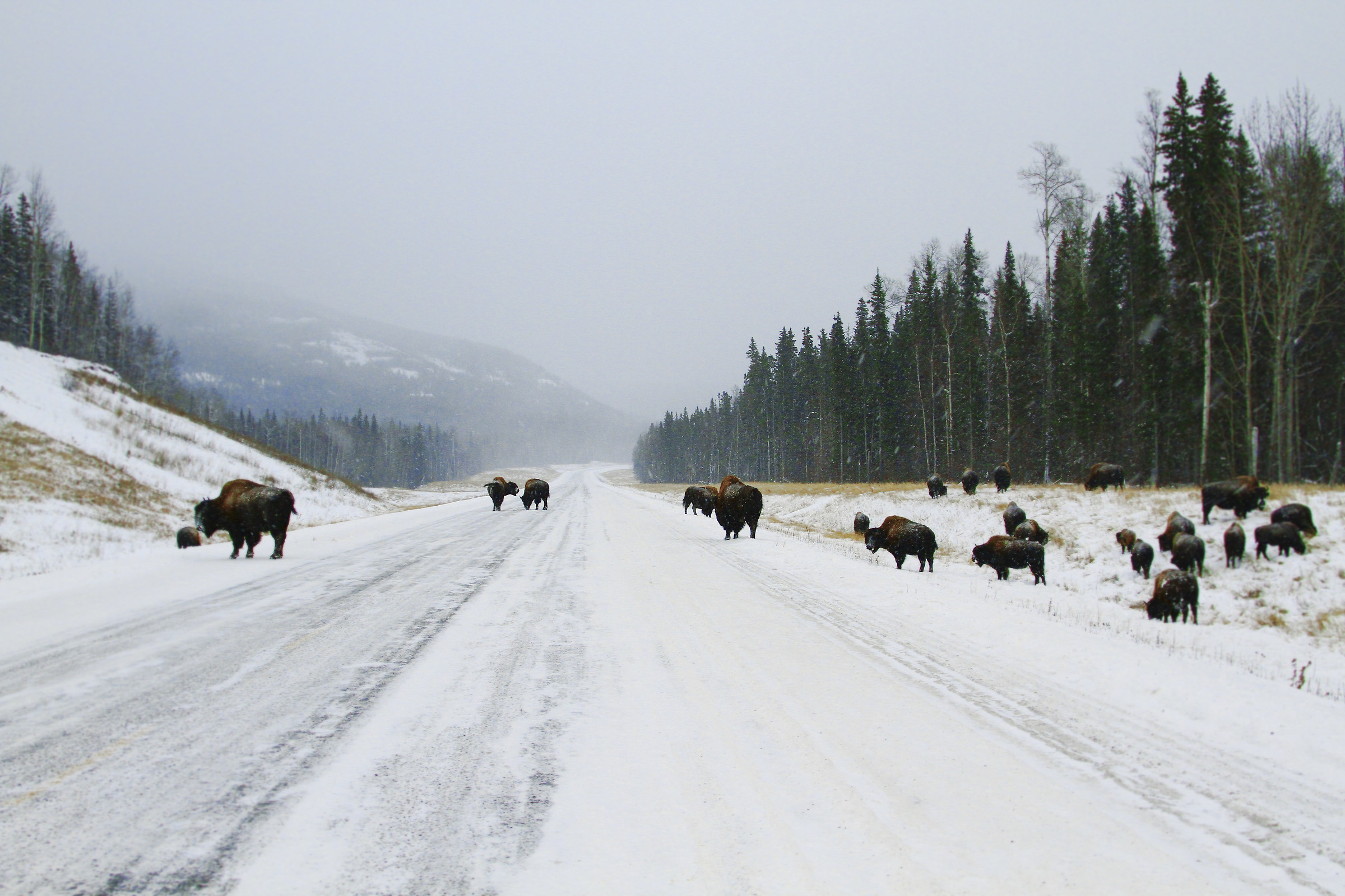 "Along the Panamerican Highway, 1600 km by car"