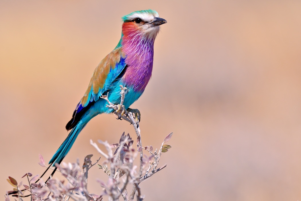 liliac-breasted roller