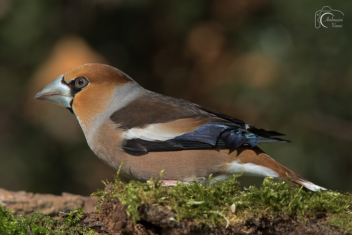 L'ospite inatteso e molto gradito