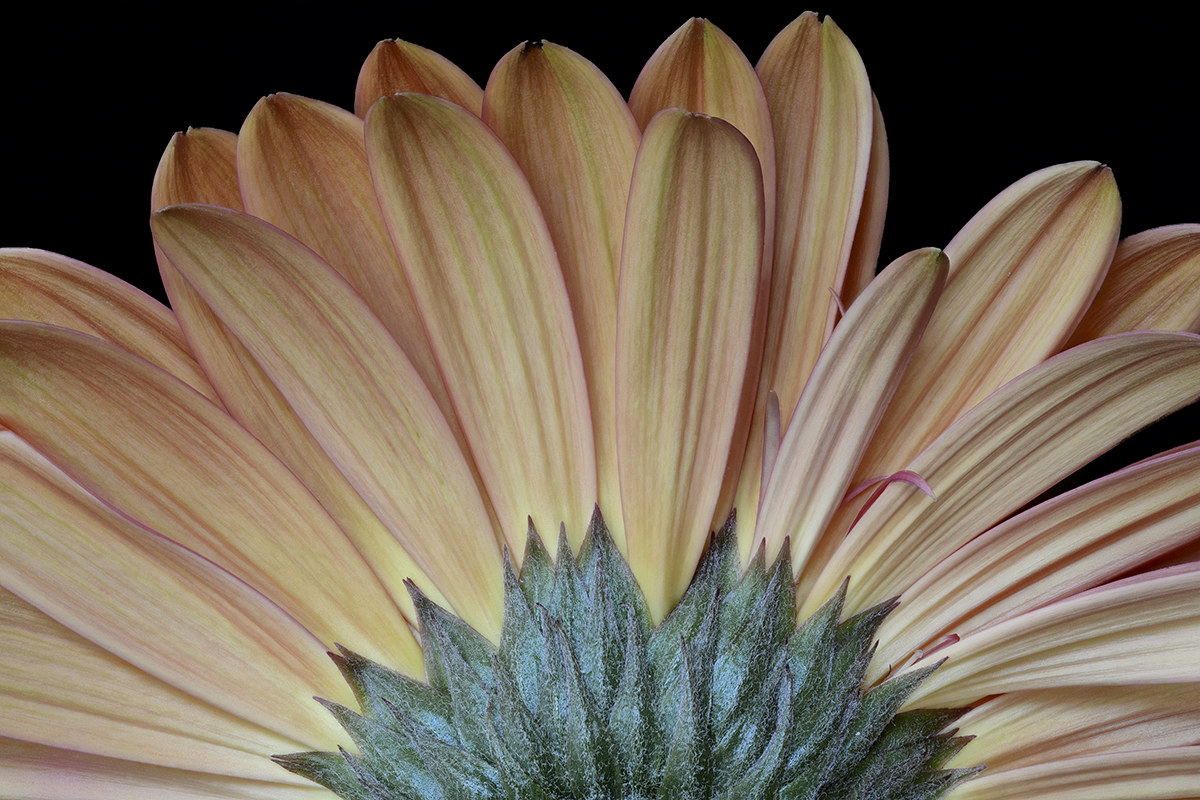 gerbera