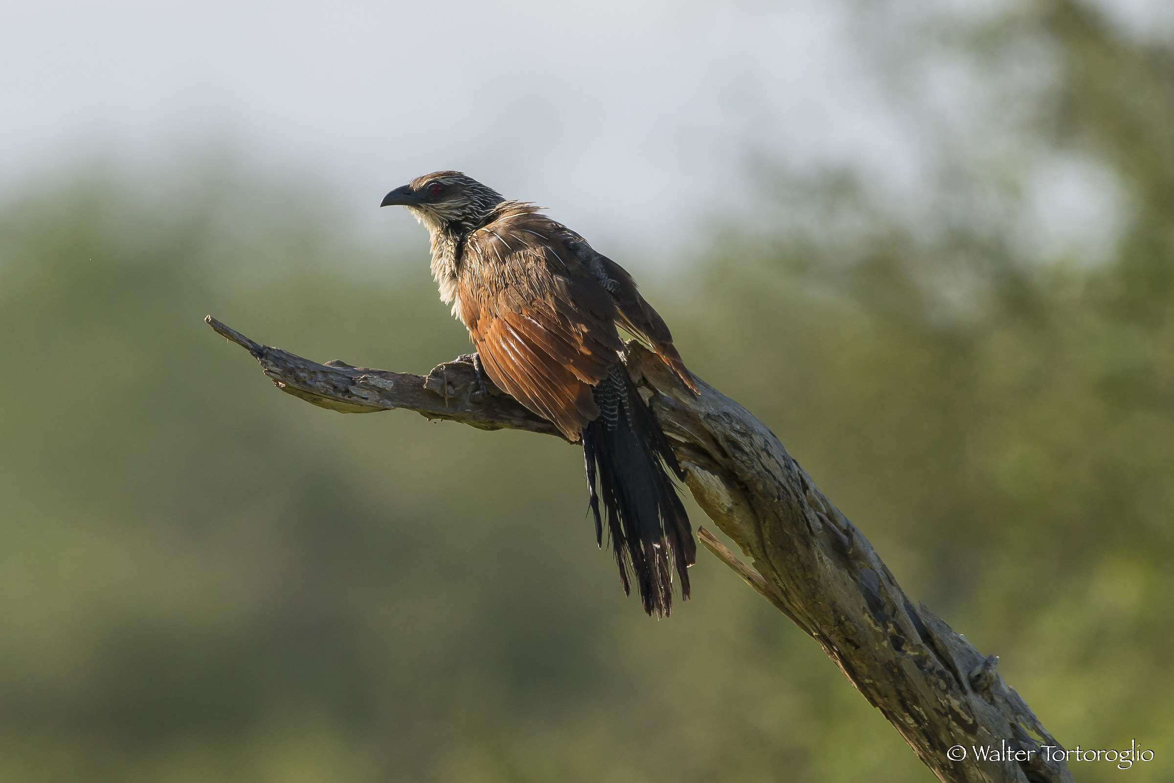 Cuculo fagiano al Lualenyi reserve