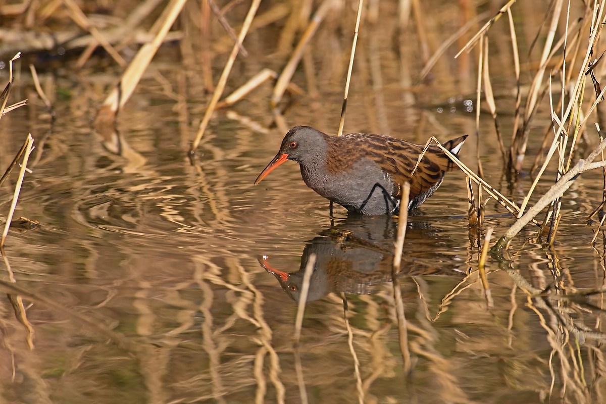 Water Rail