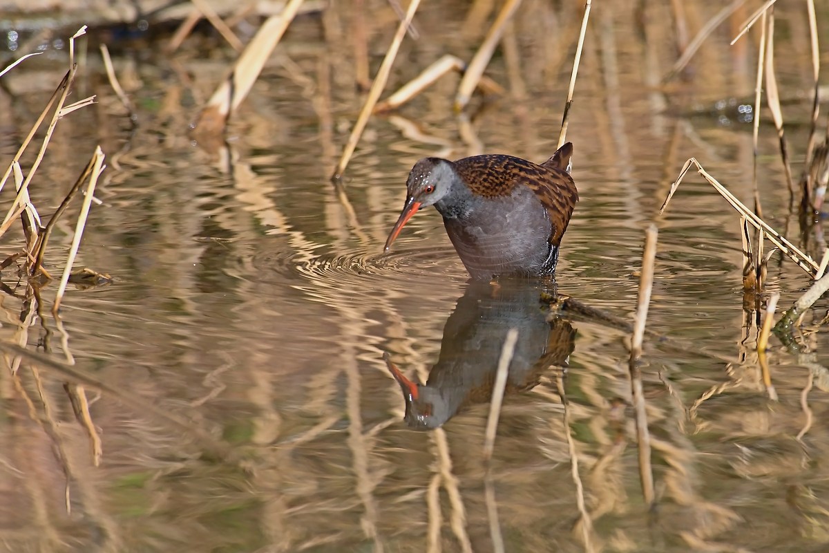 Water Rail