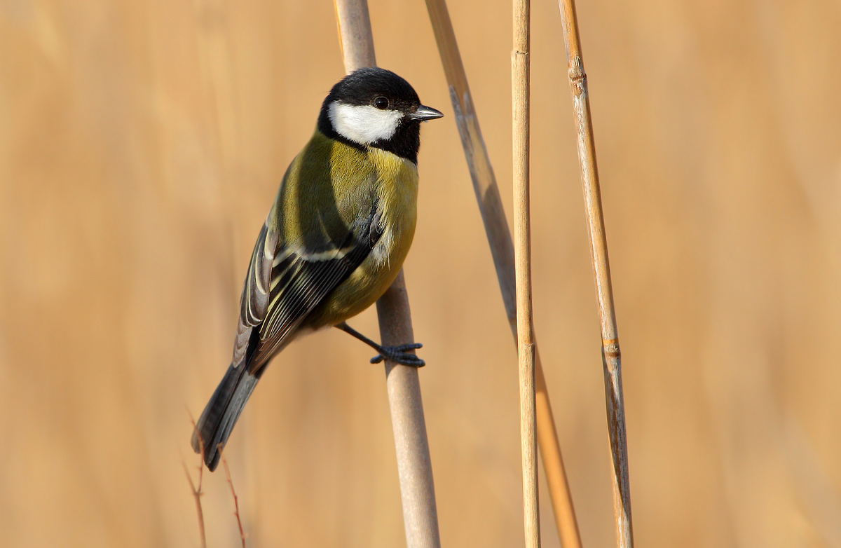 Great Tit
