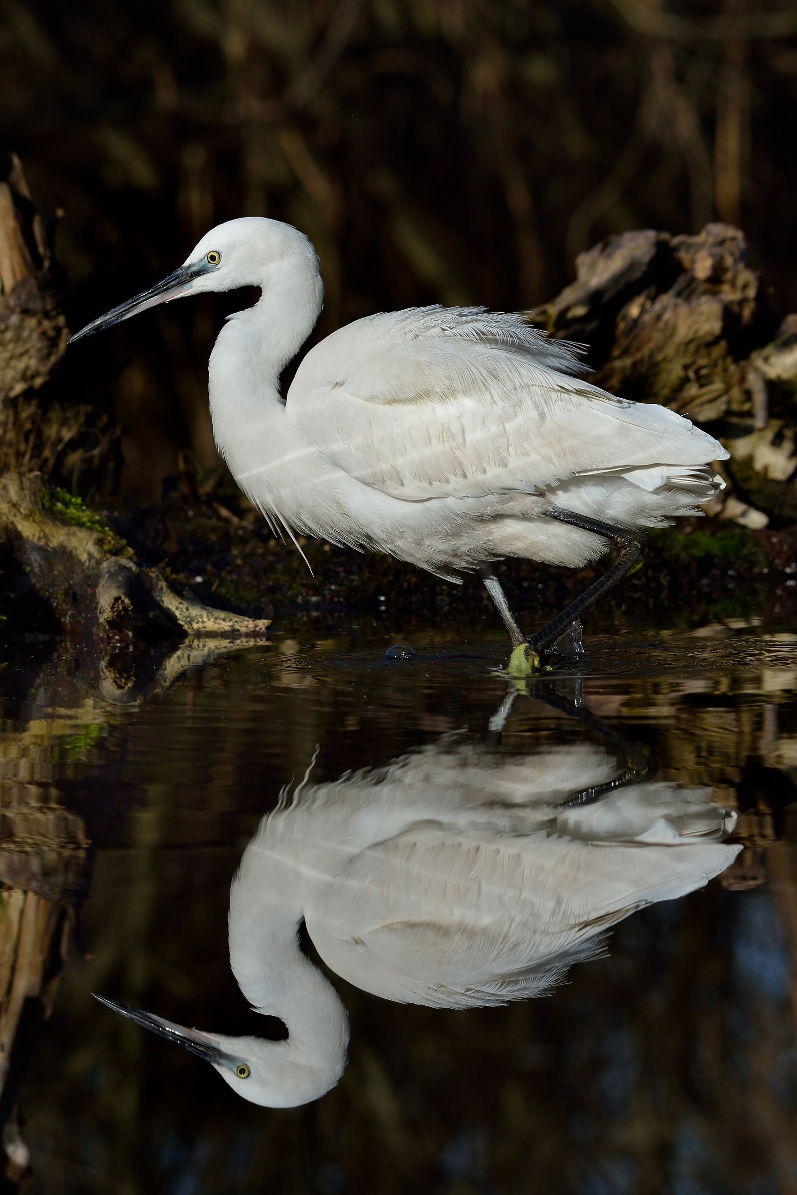 Egret reflected ..
