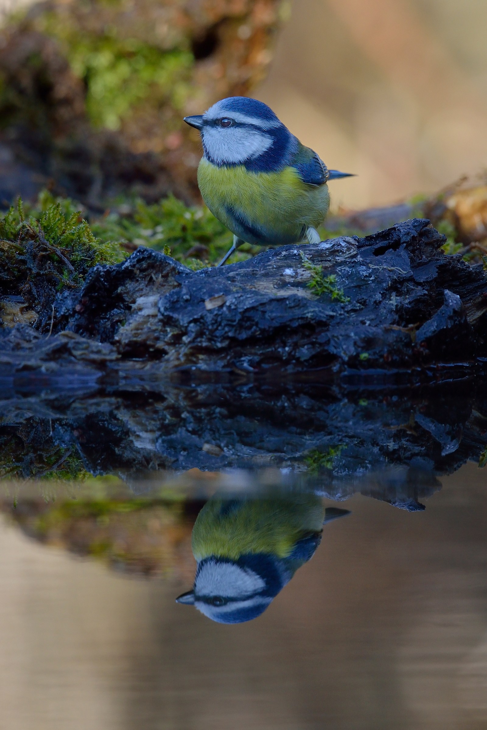 Tit reflected ...