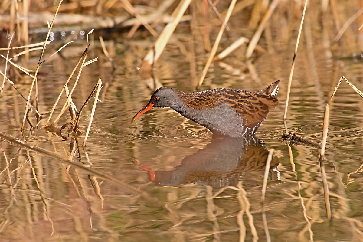Water Rail
