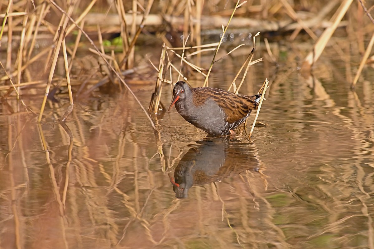 Water Rail