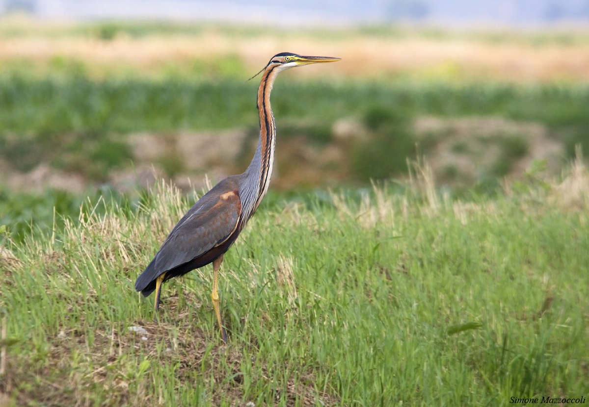 Purple Heron
