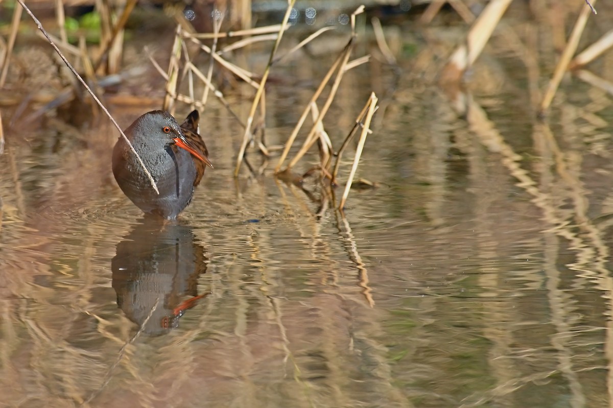 Water Rail