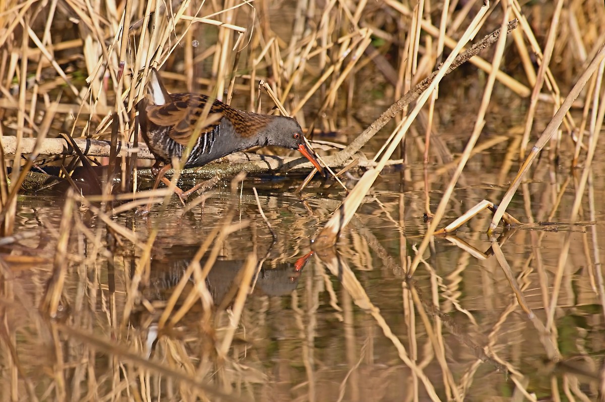Water Rail