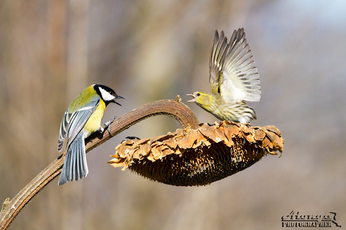 Lucherino vs Cinciallegra