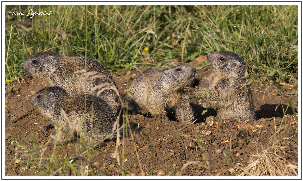 young marmots