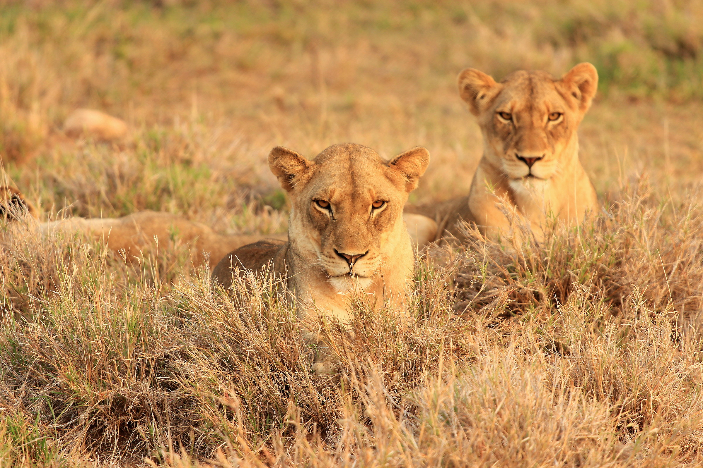 Timbvati game reserve..