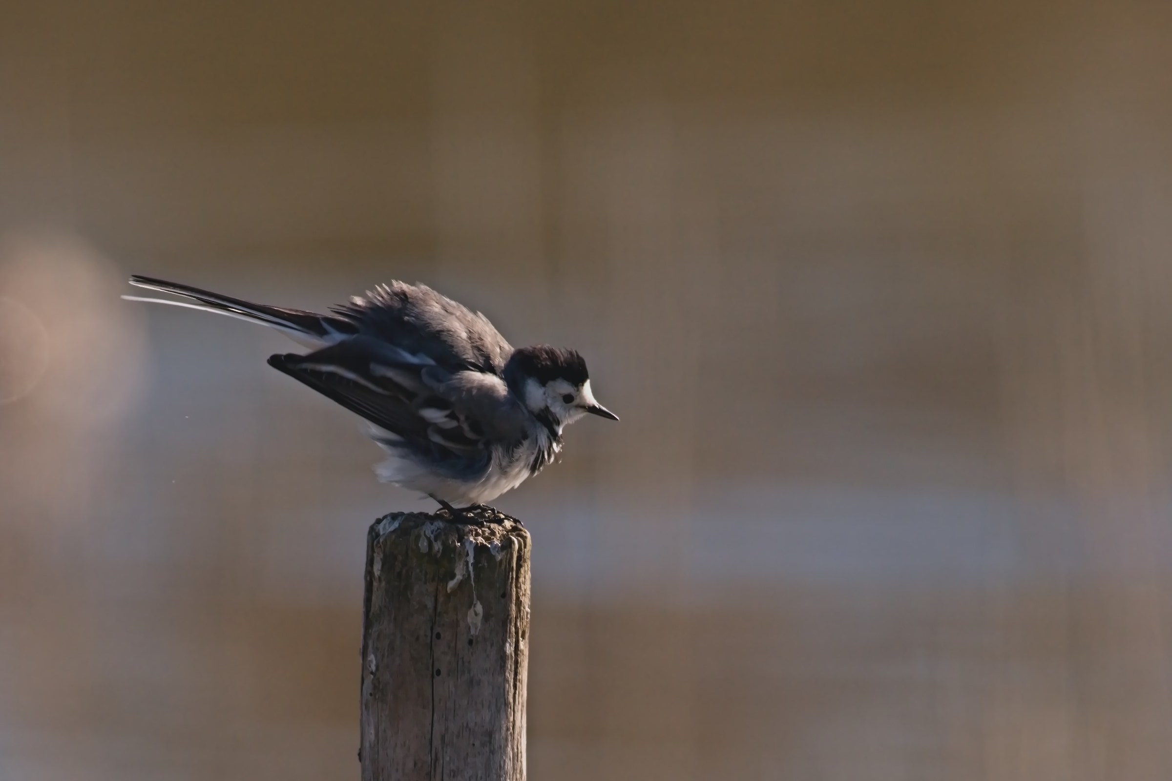 Ballerina White rumpled