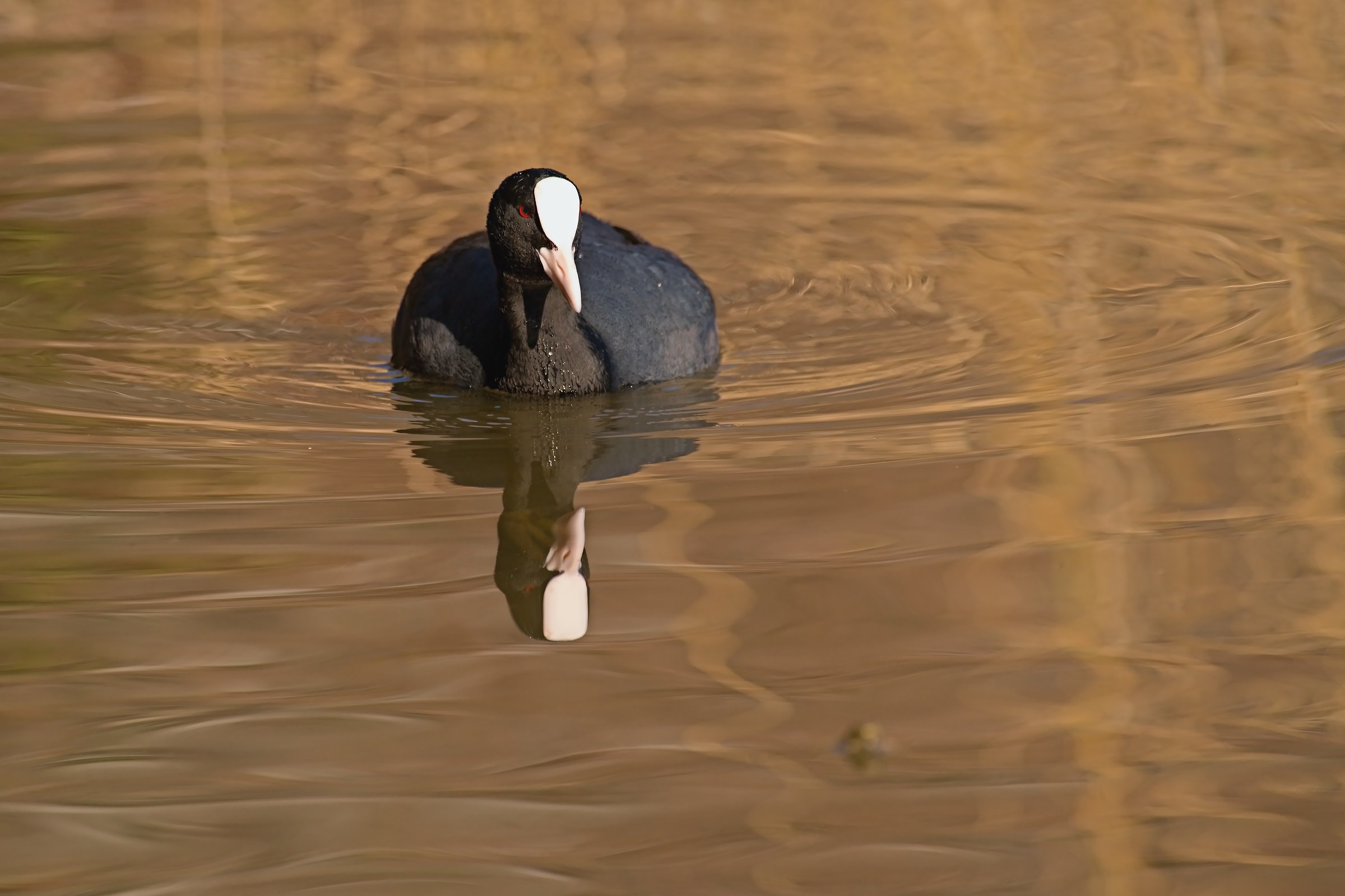 Tamonto, with sunny faces