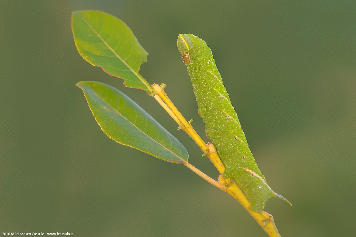 Smerinthus ocellata (Linnaeus, 1758)