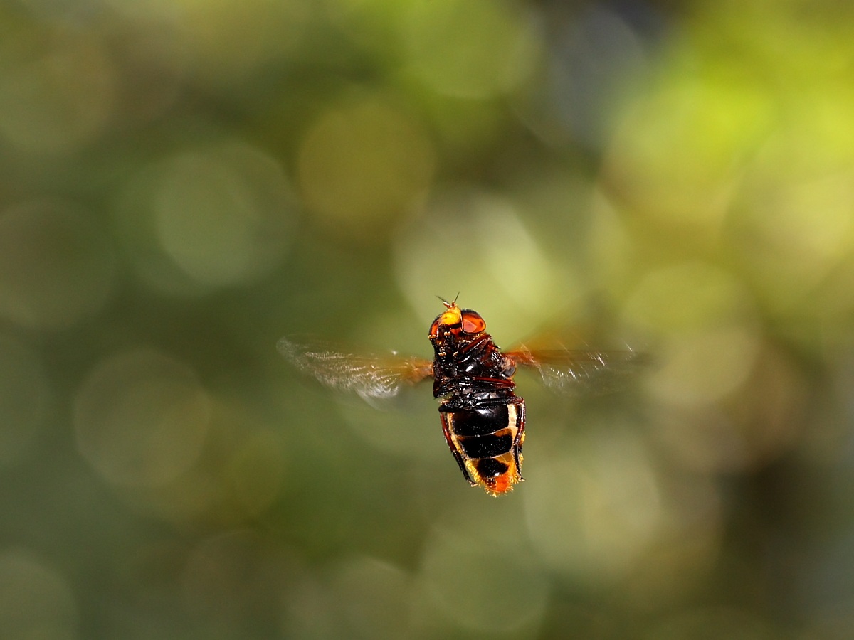 Volucella zonaria (Syrphidae) in flight 1