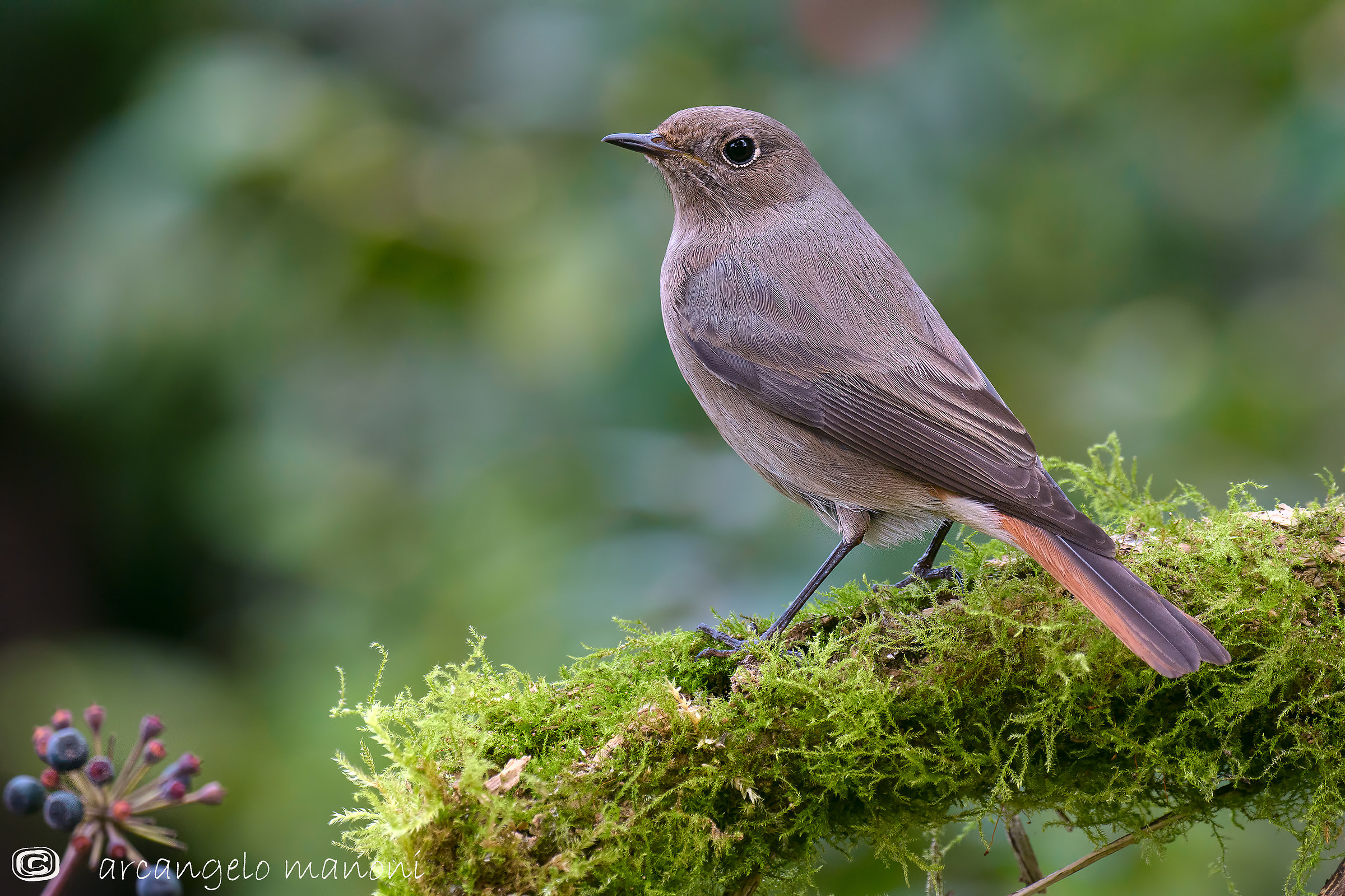 Codirosso S. di vedetta