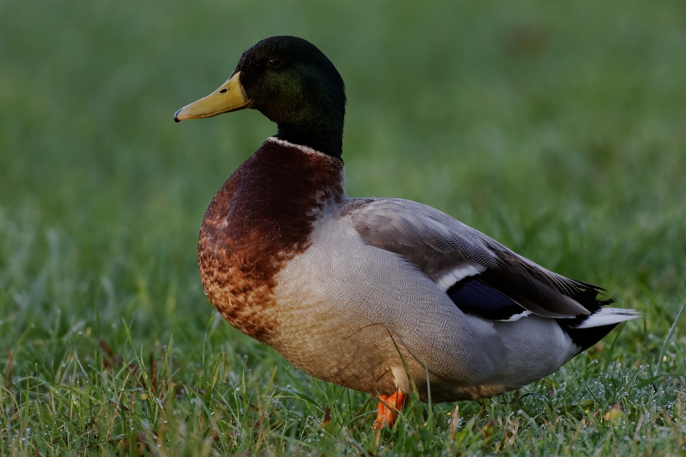 Lago Di Porta - Anatra selvatica /M/