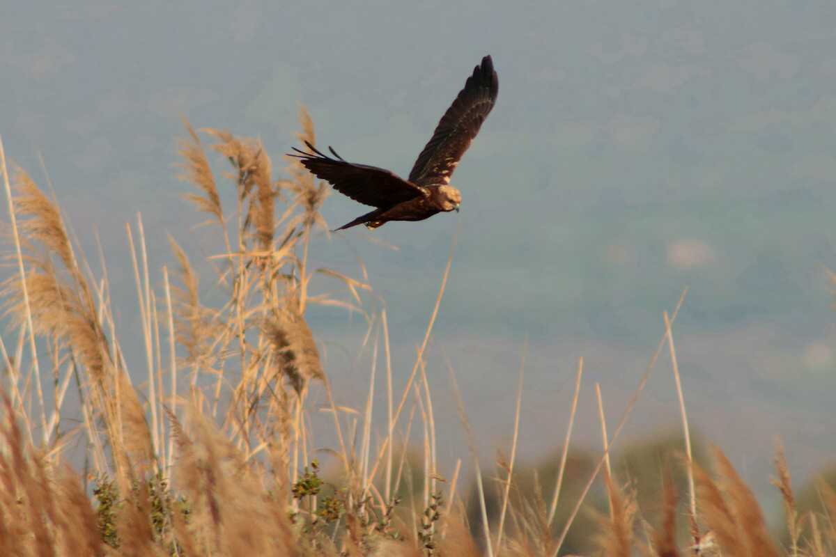 Il mio primo falco di palude