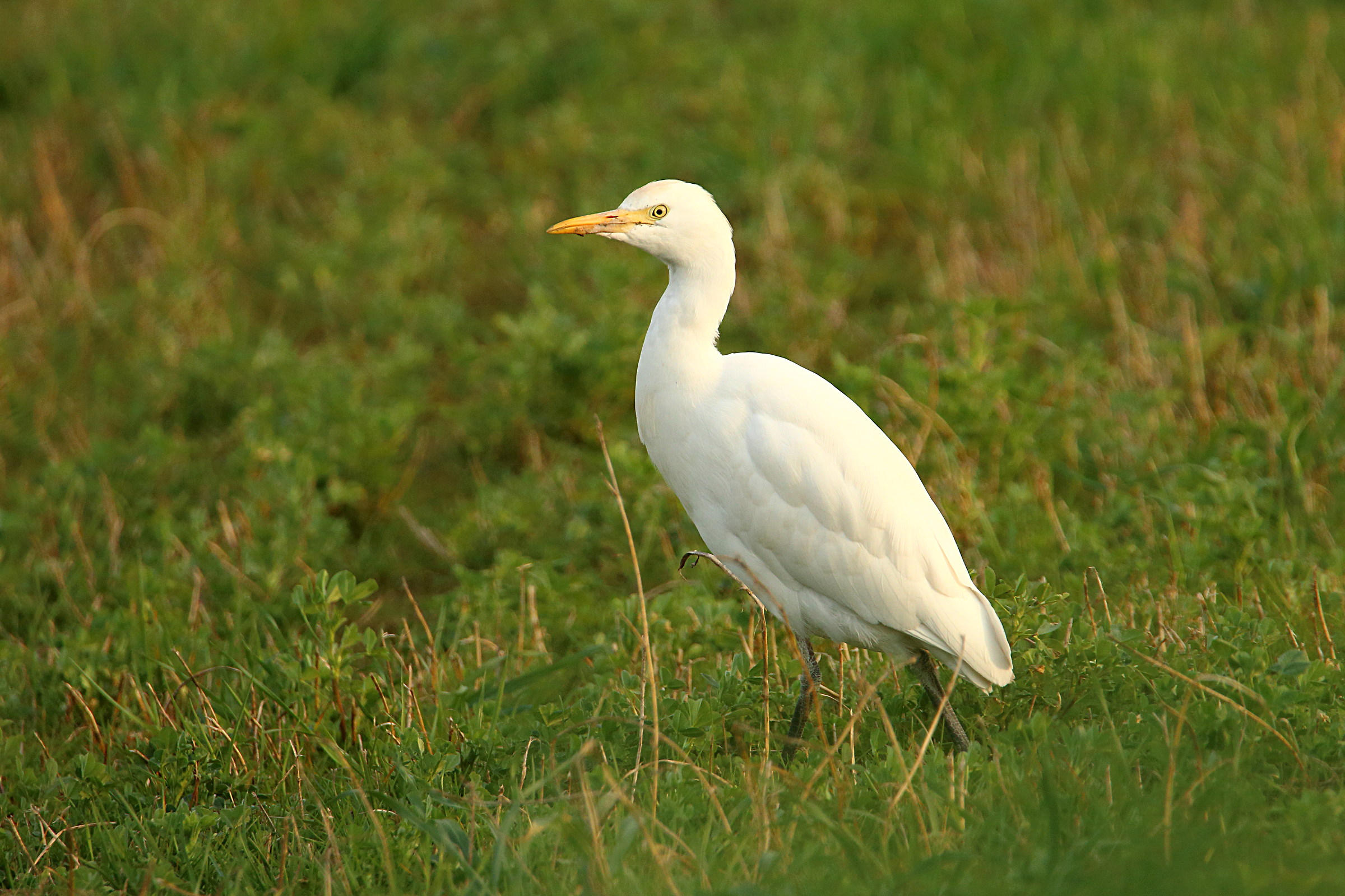 Egret walking across the fields