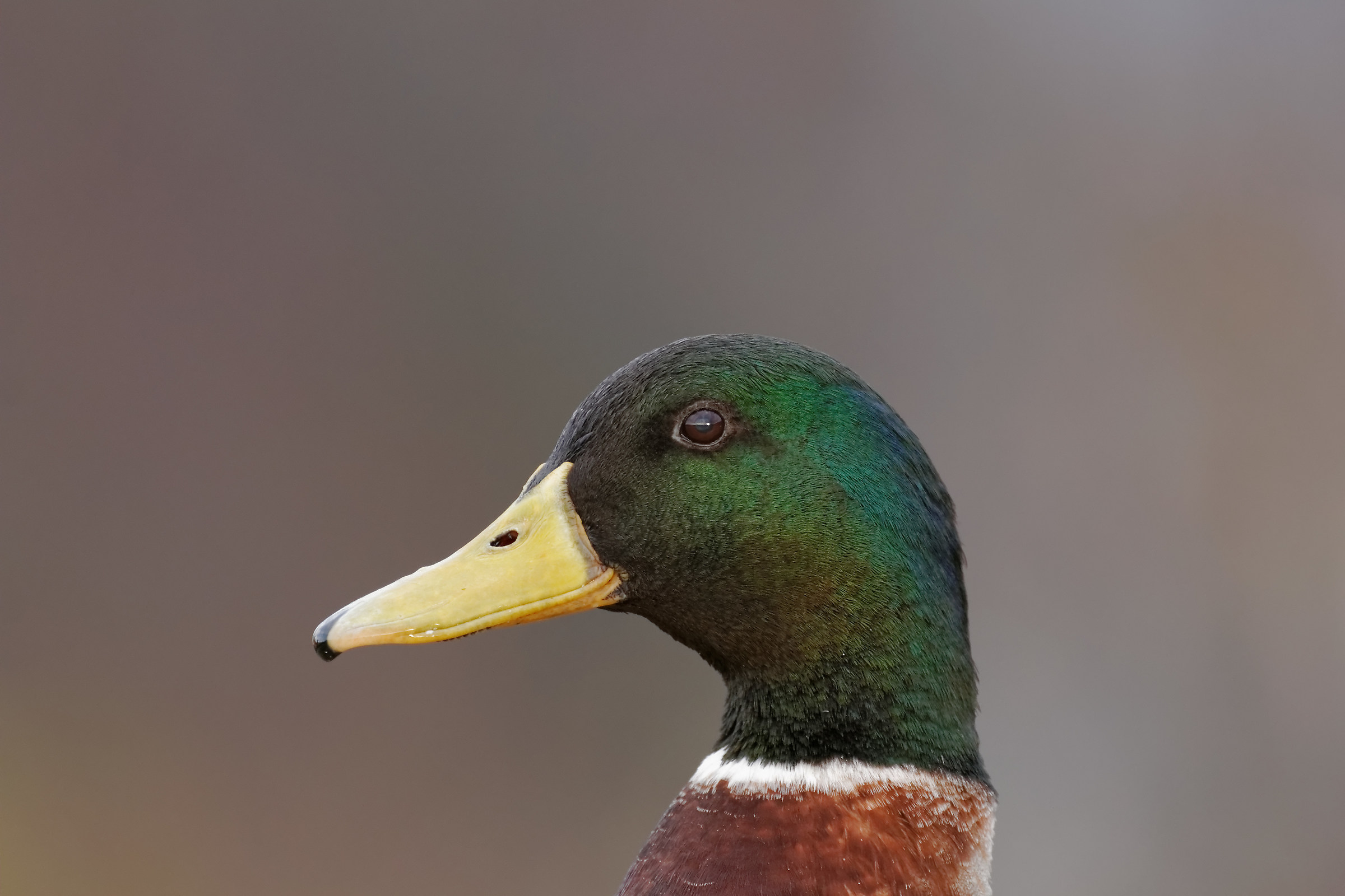 Lago Di Porta - Anatra selvatica /M/