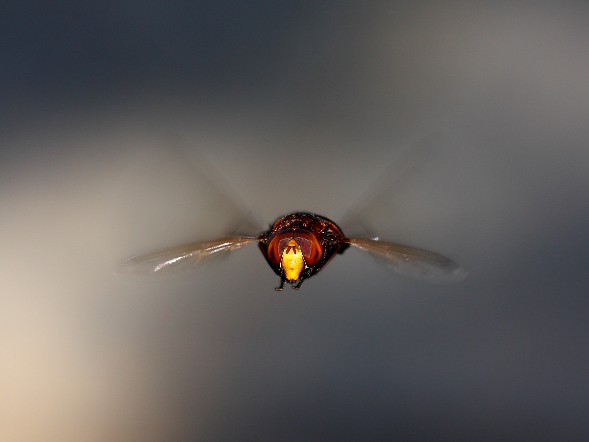 Volucella zonaria (Syrphidae) in volo 2