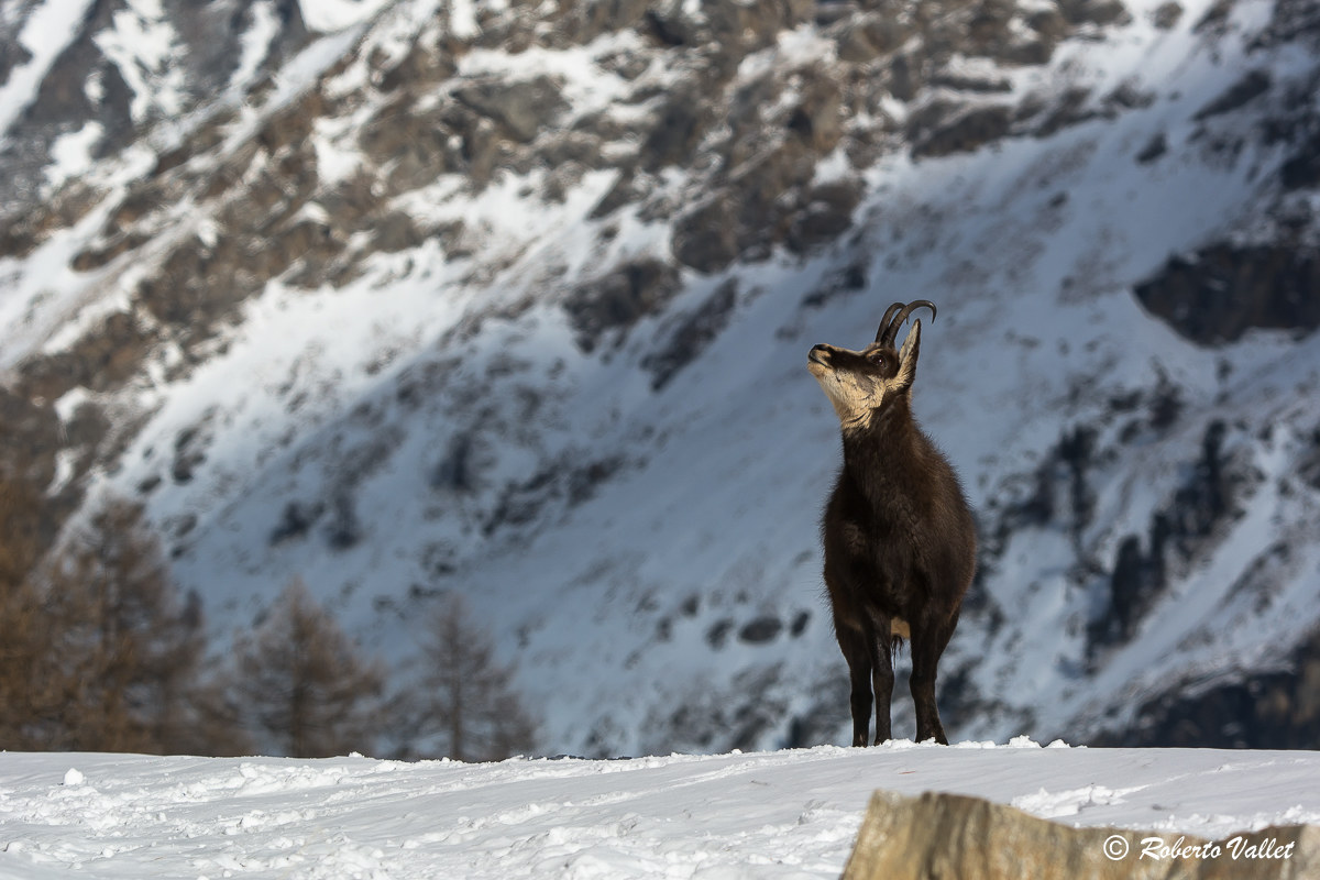 Attenzione! il pericolo può arrivare dall'alto .....