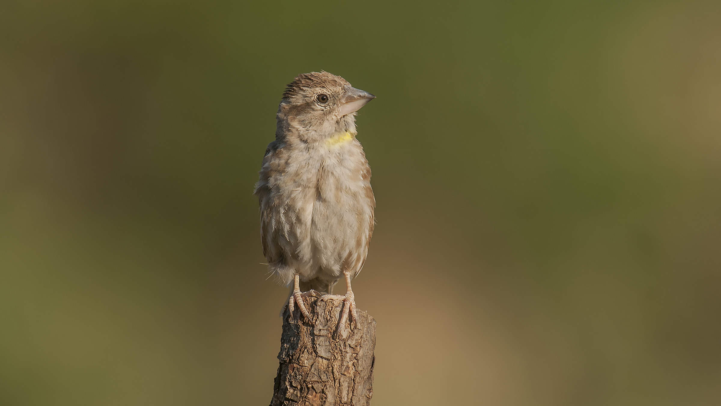 Kaya serçesi »Rock Sparrow» Petronia Petr...