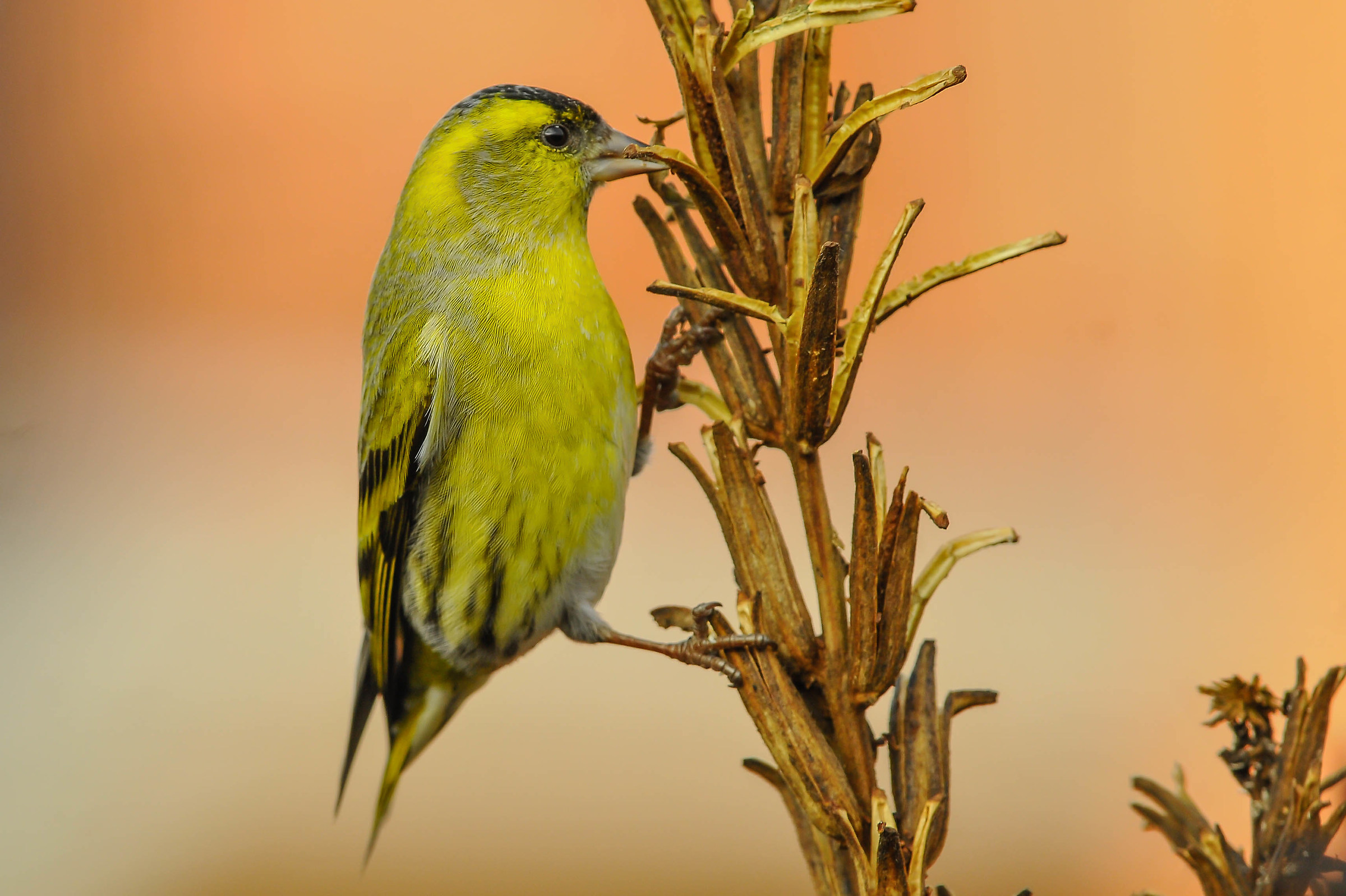 Siskin