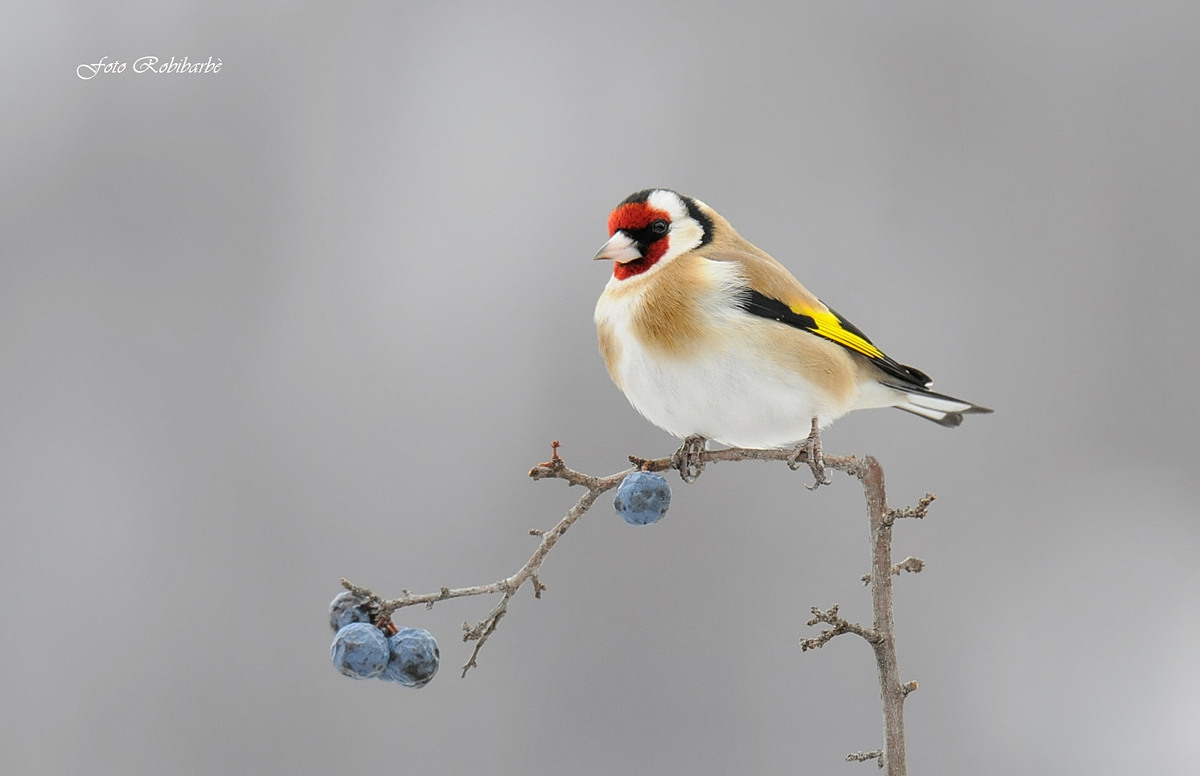 Cardellino...sul Pruno selvatico