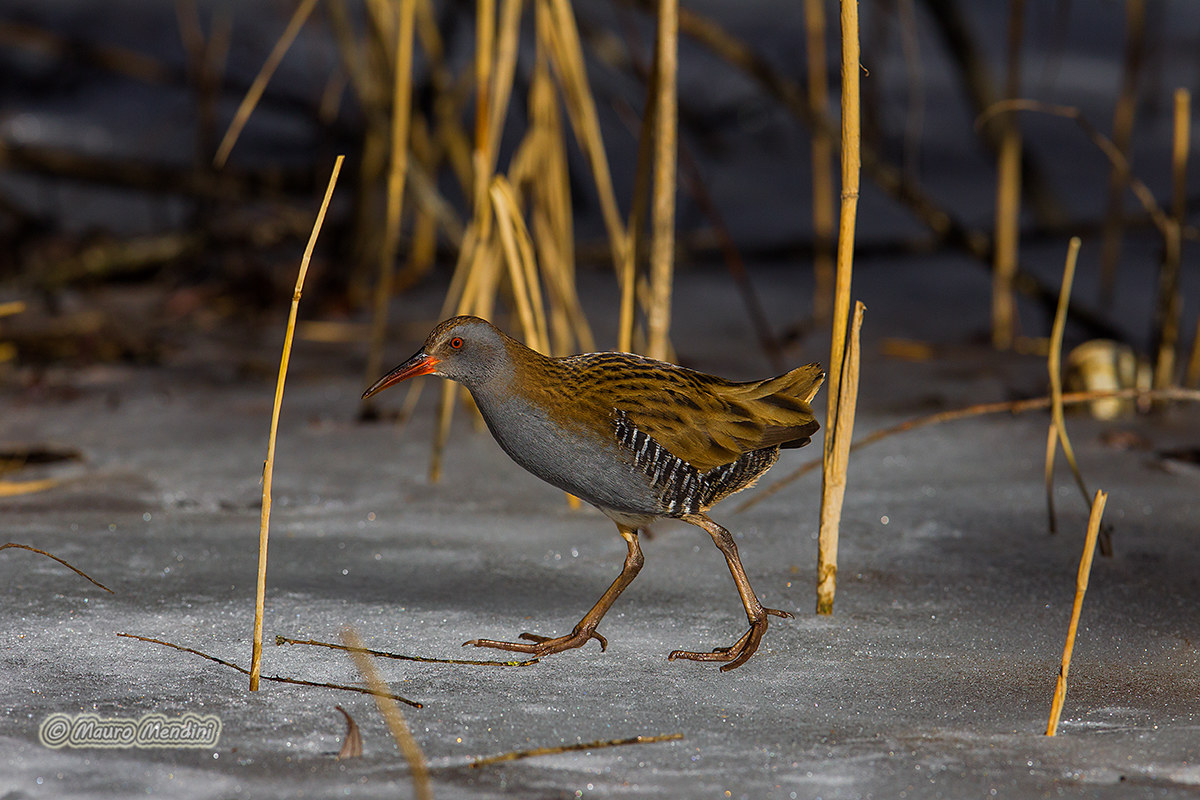 Water Rail