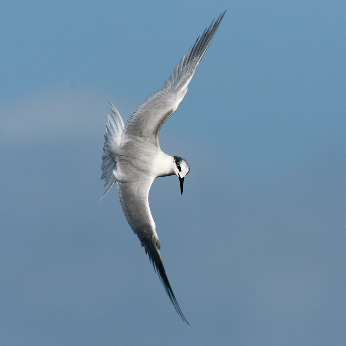 Sandwich Tern