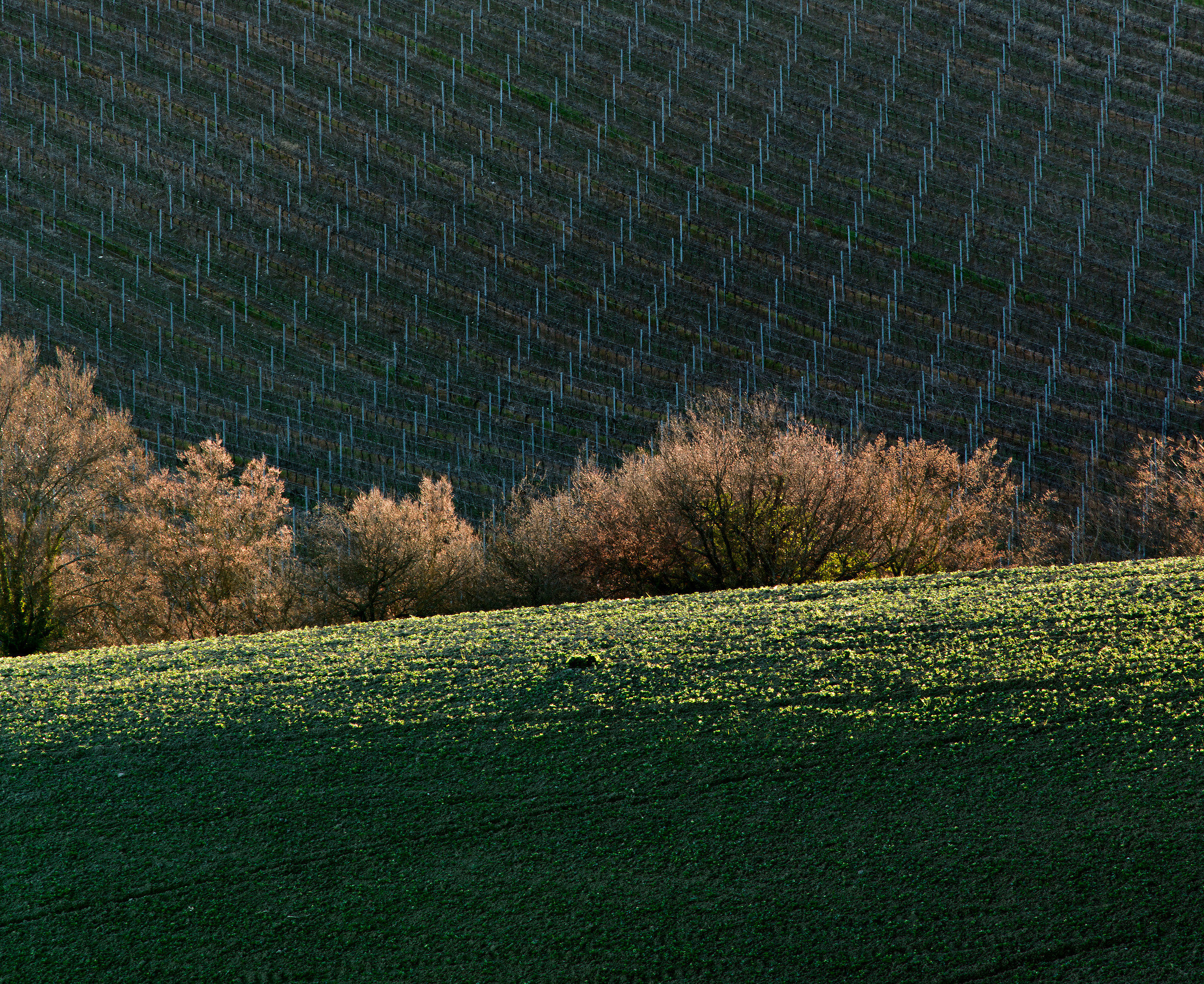 Campagna Maceratese febbraio 2016