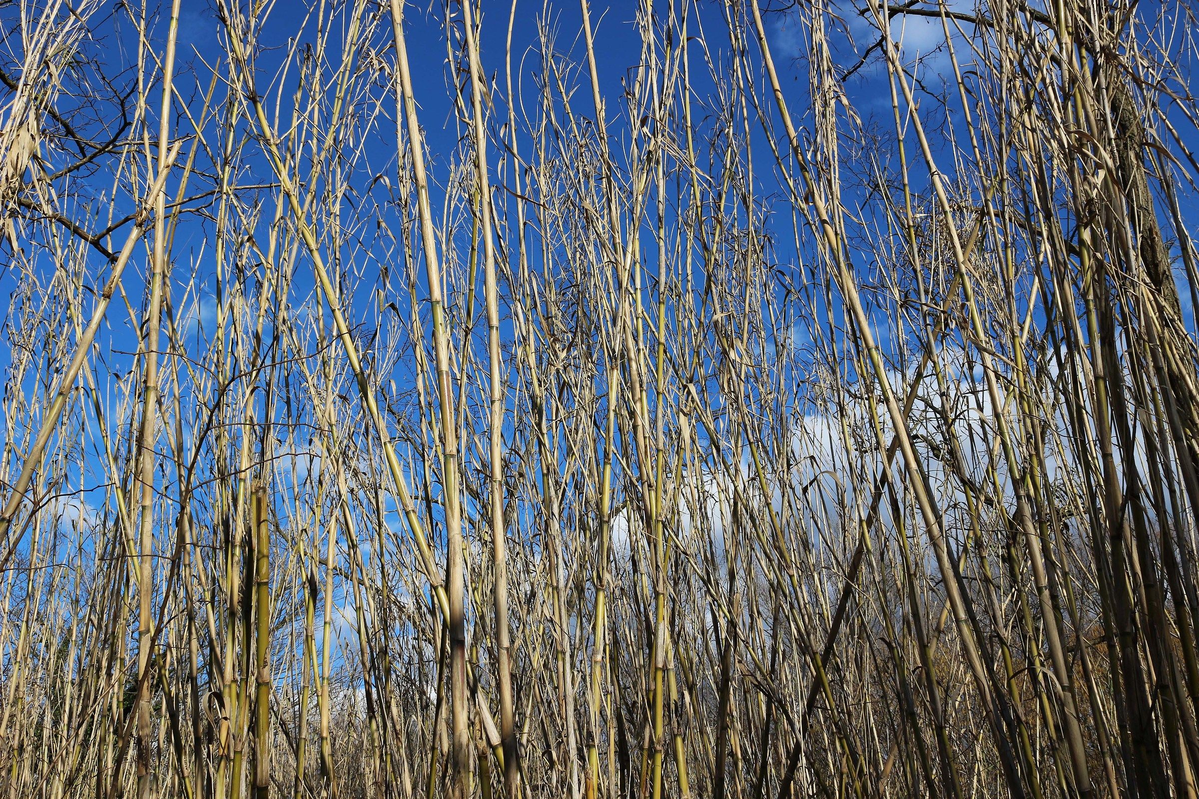 cane thicket