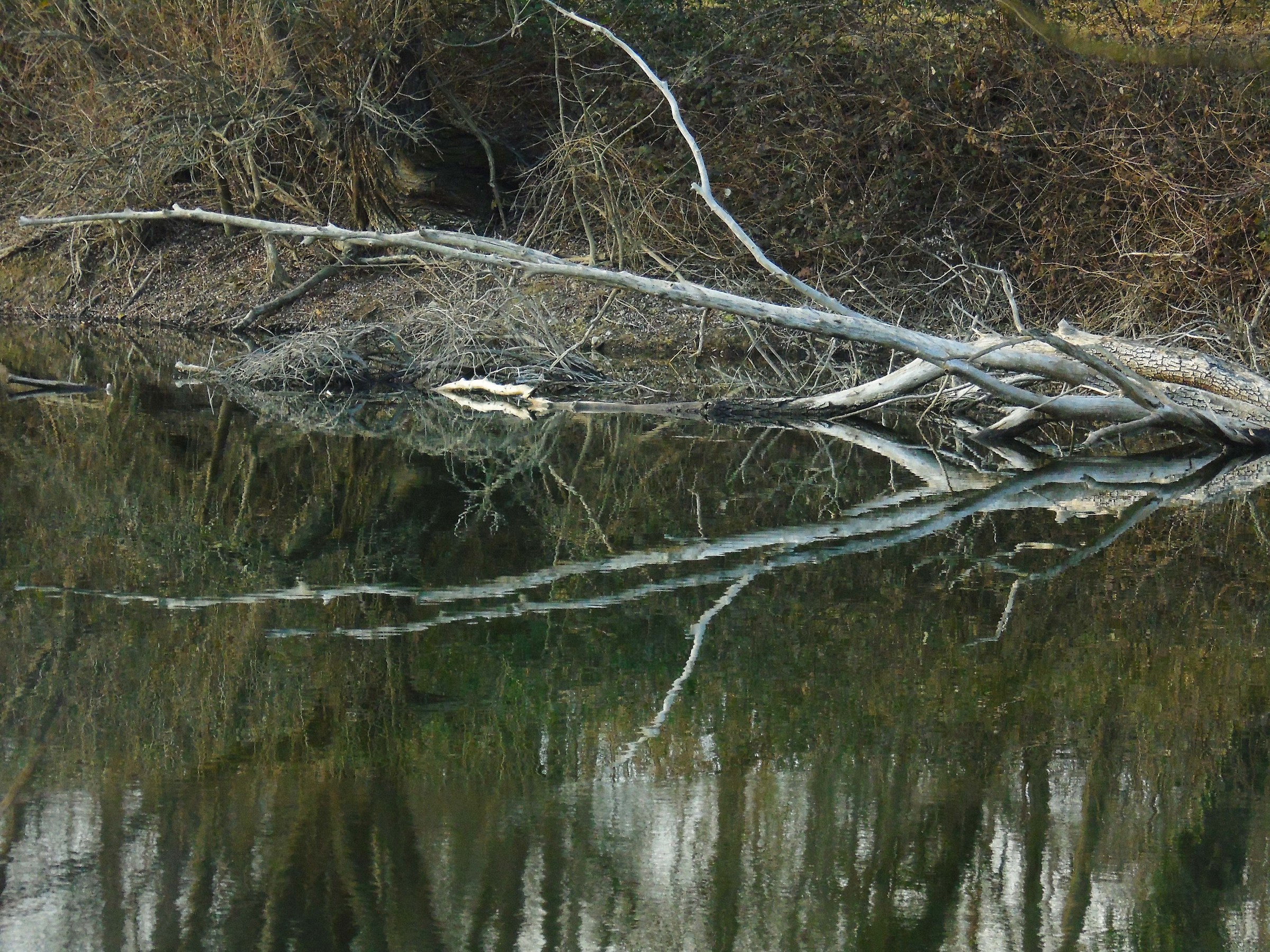 Dry tree on the lake riflessso