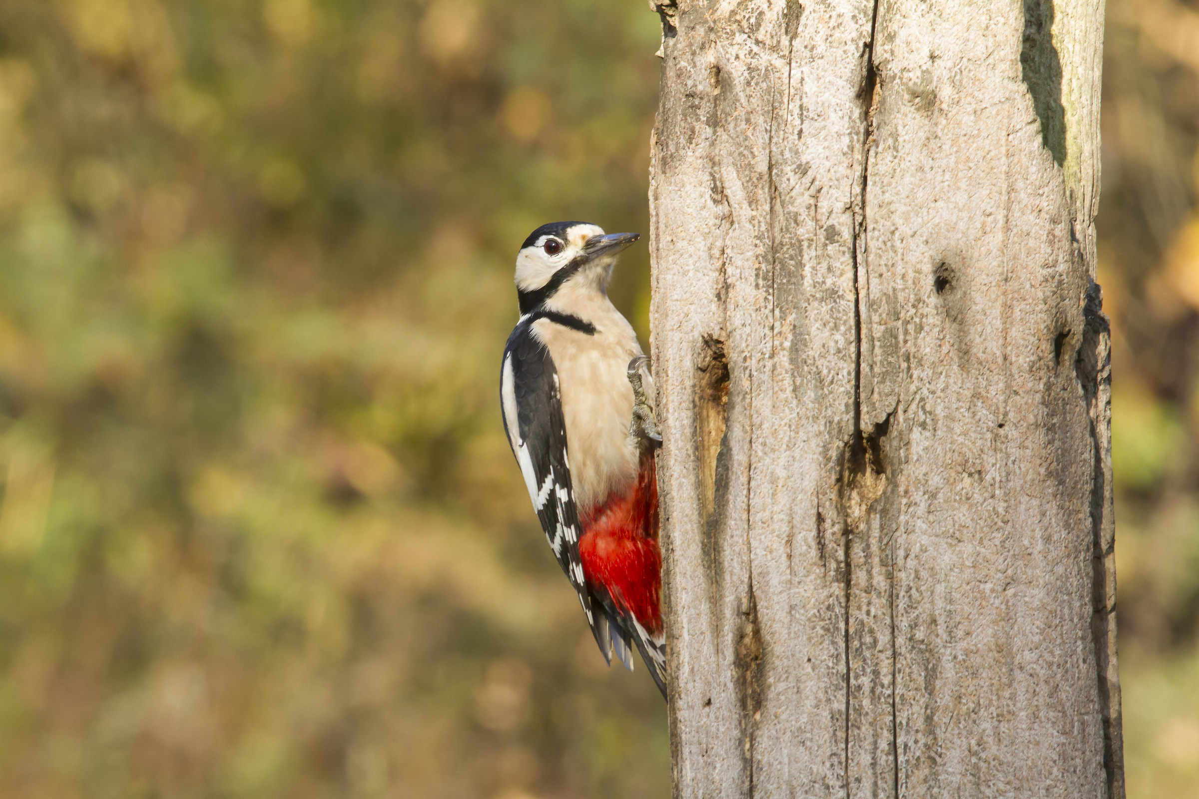 Great Spotted Woodpecker in Tricerro