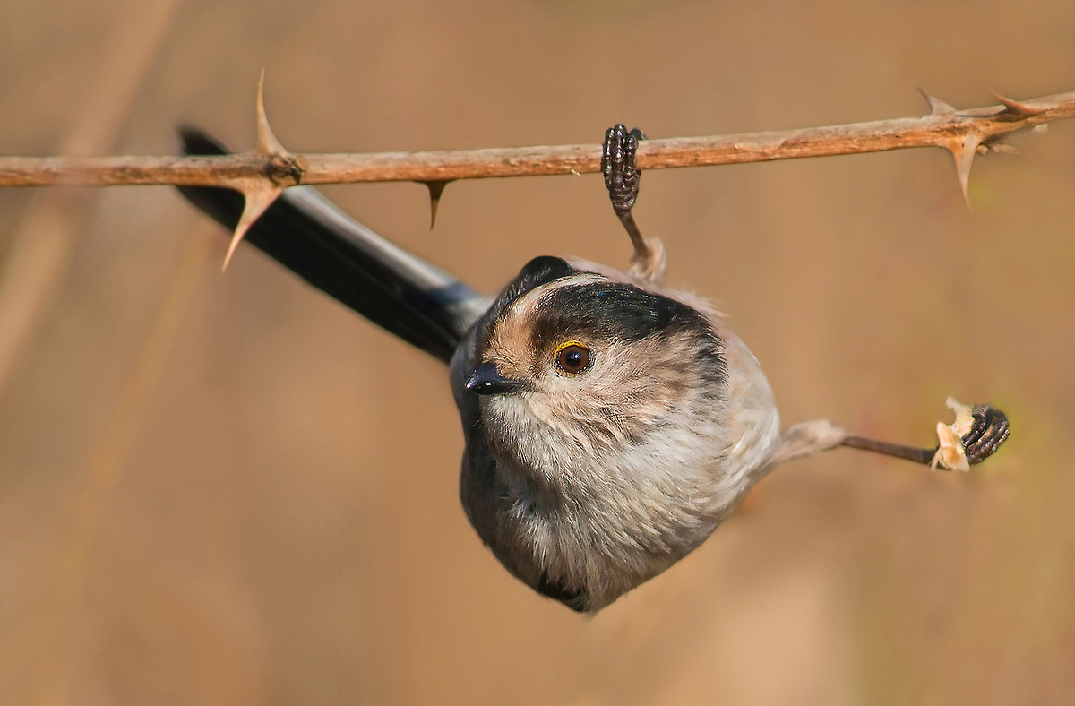 codibugnolo on tenterhooks
