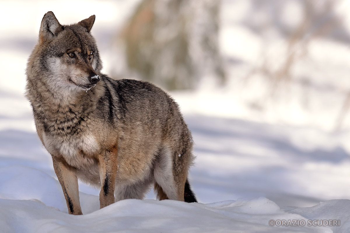 Canis lupus (Bayerischer Wald)
