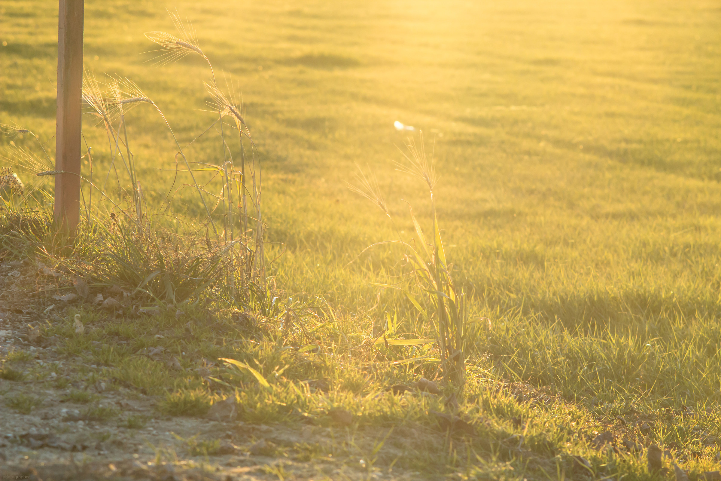 Raggi su steli di grano