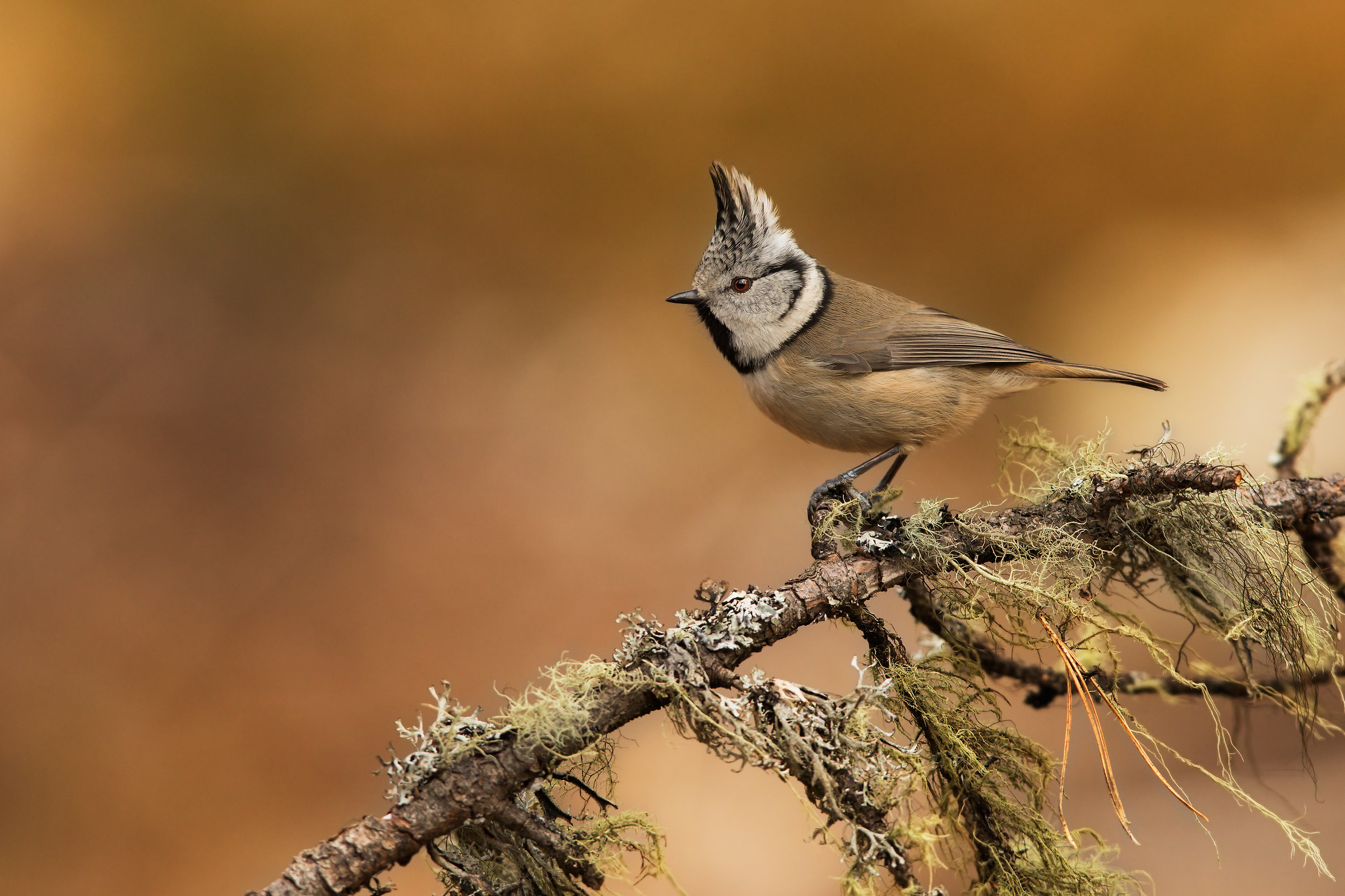Crested Tit in autumn