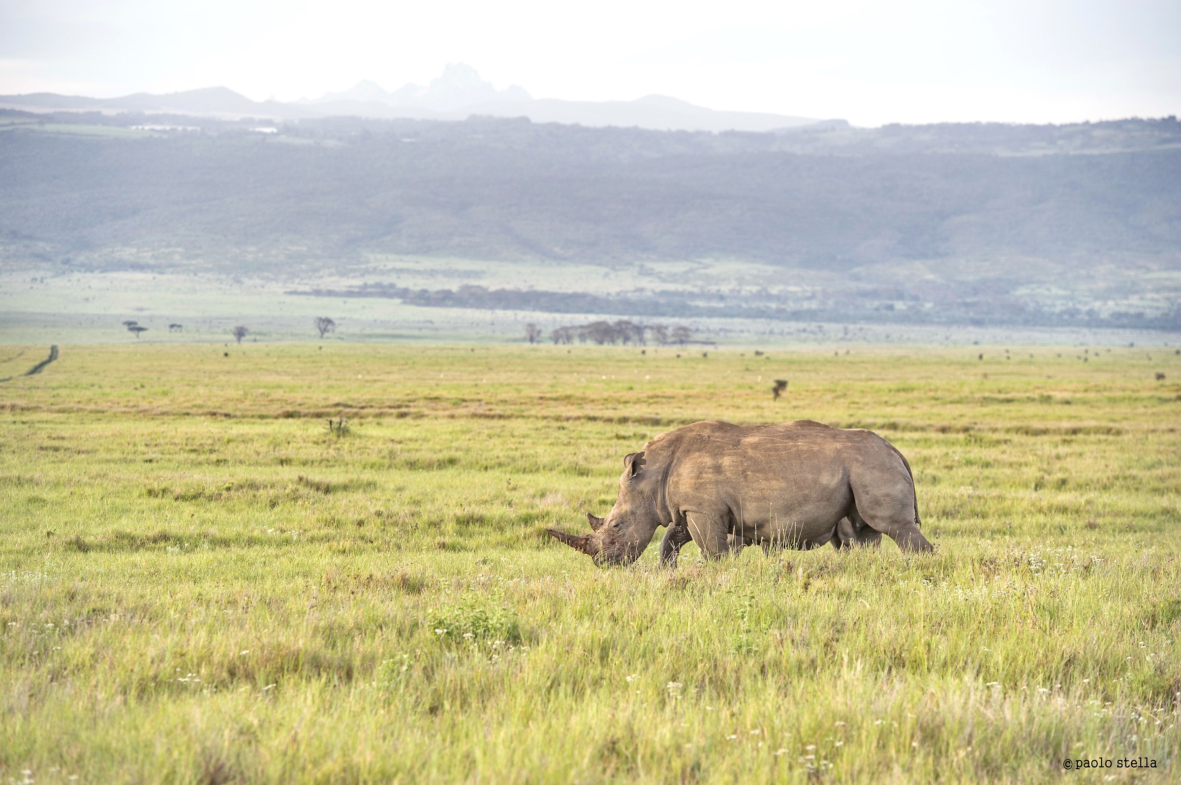 White Rhino & Mount Kenya