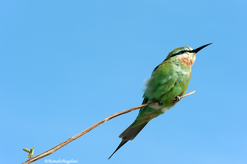 " Ammazza che vento!"