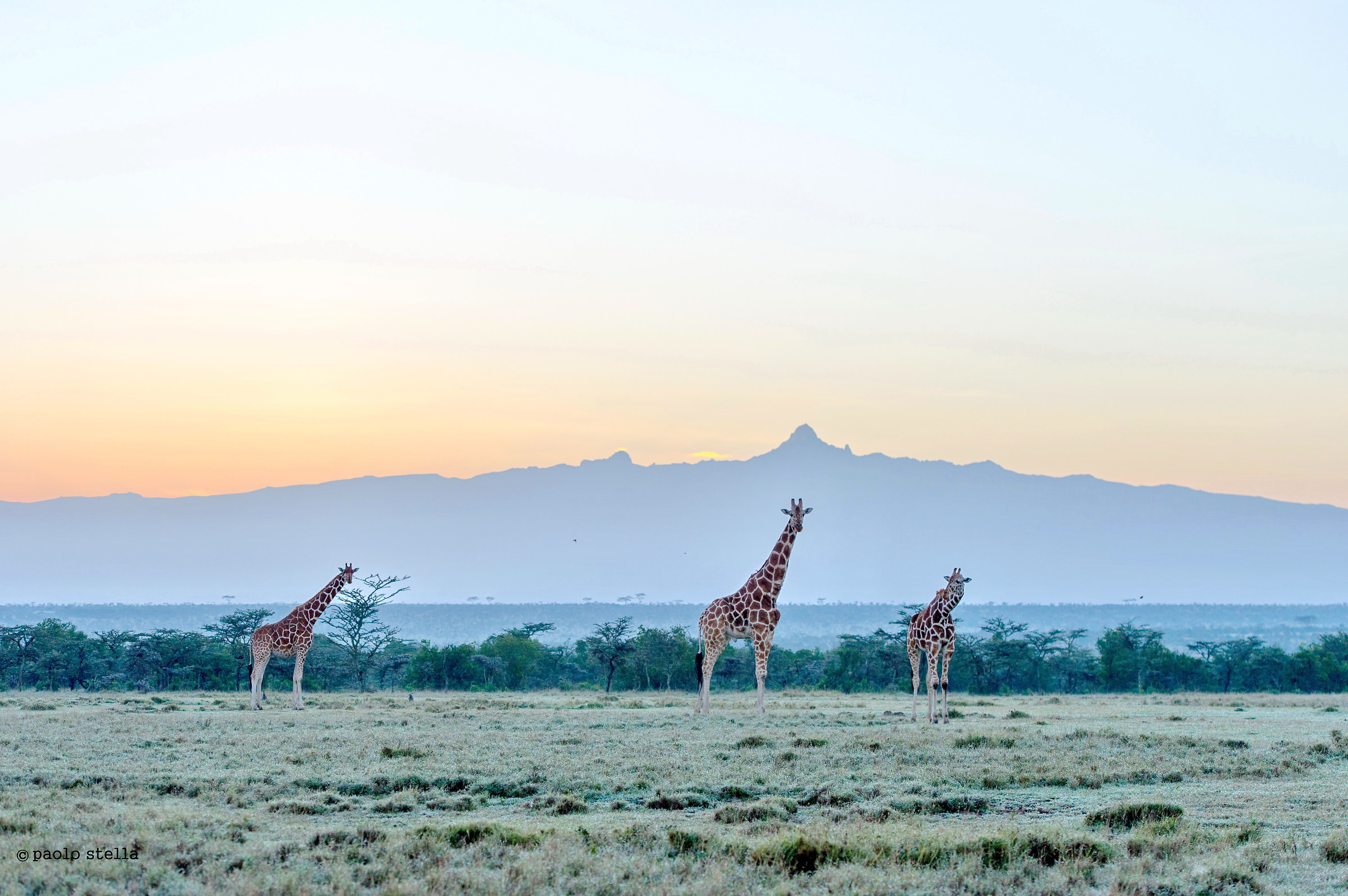Giraffes & Mount Kenya