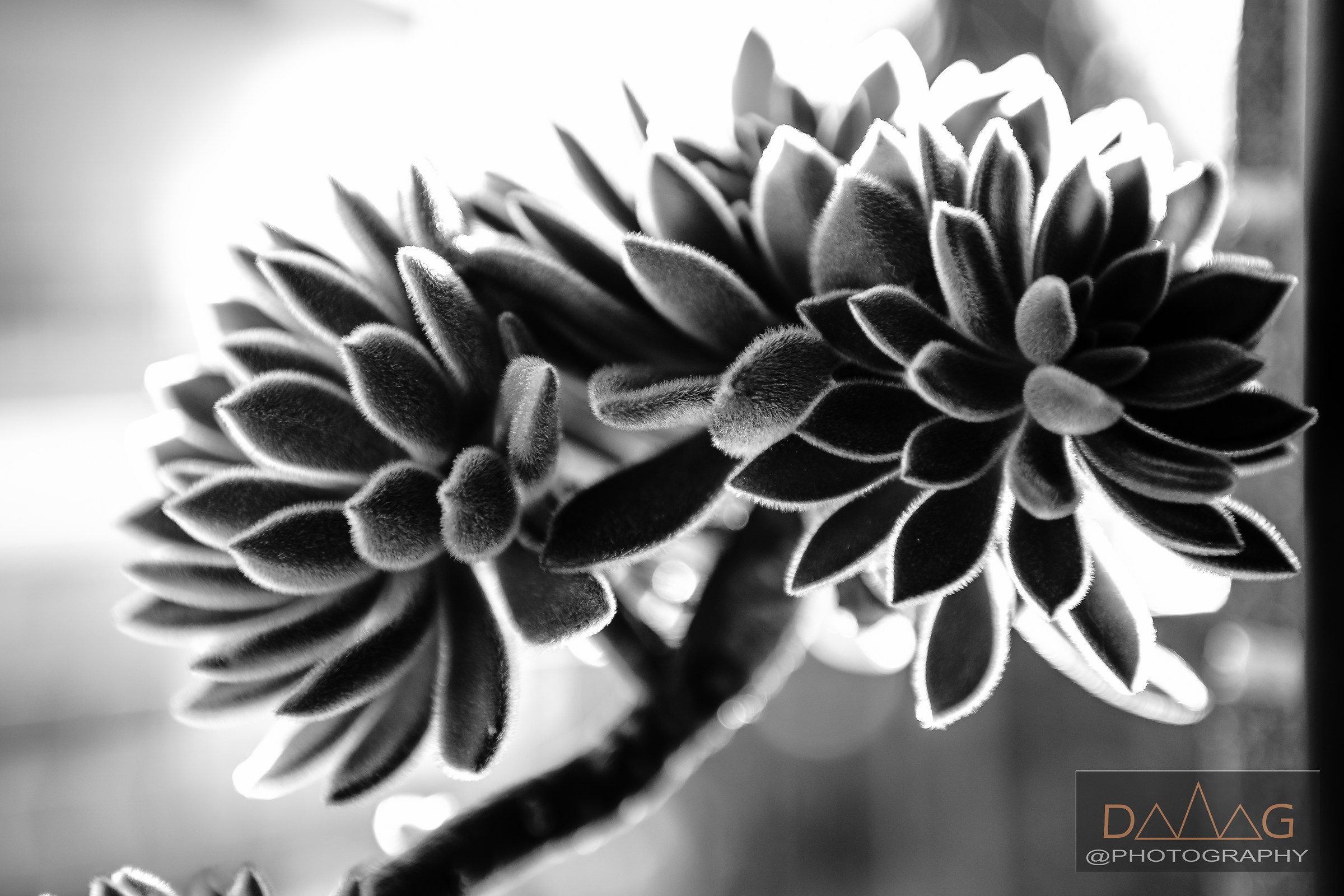 the window (Crassulaceae)