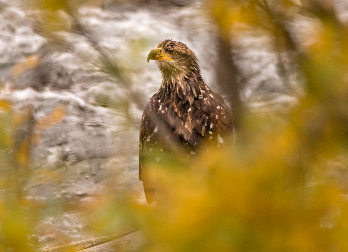 Bald Eagle