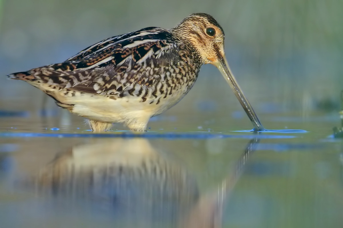 Snipe